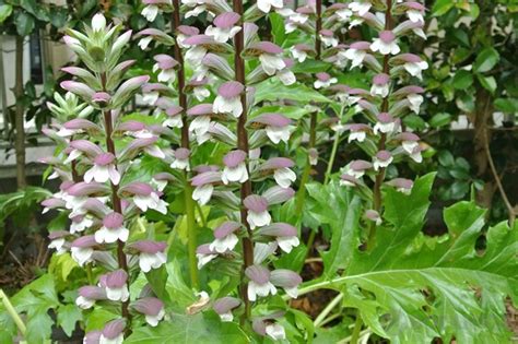 室外耐陰植物|日陰で育てられる植物50選！日当たりの悪い場所でも。